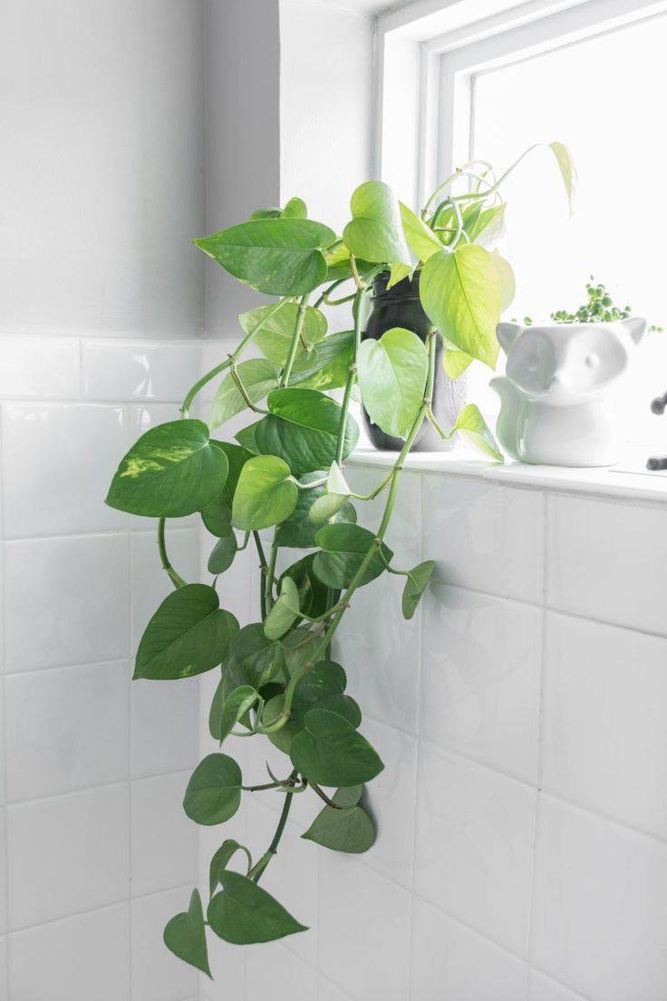 planta-para-baño-potus Potus: Una planta Flexible para baño