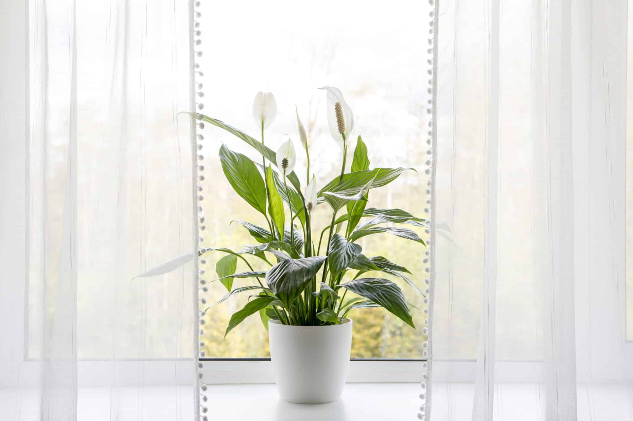 planta-para-baño-espatifilo Planta para baño espatifilo