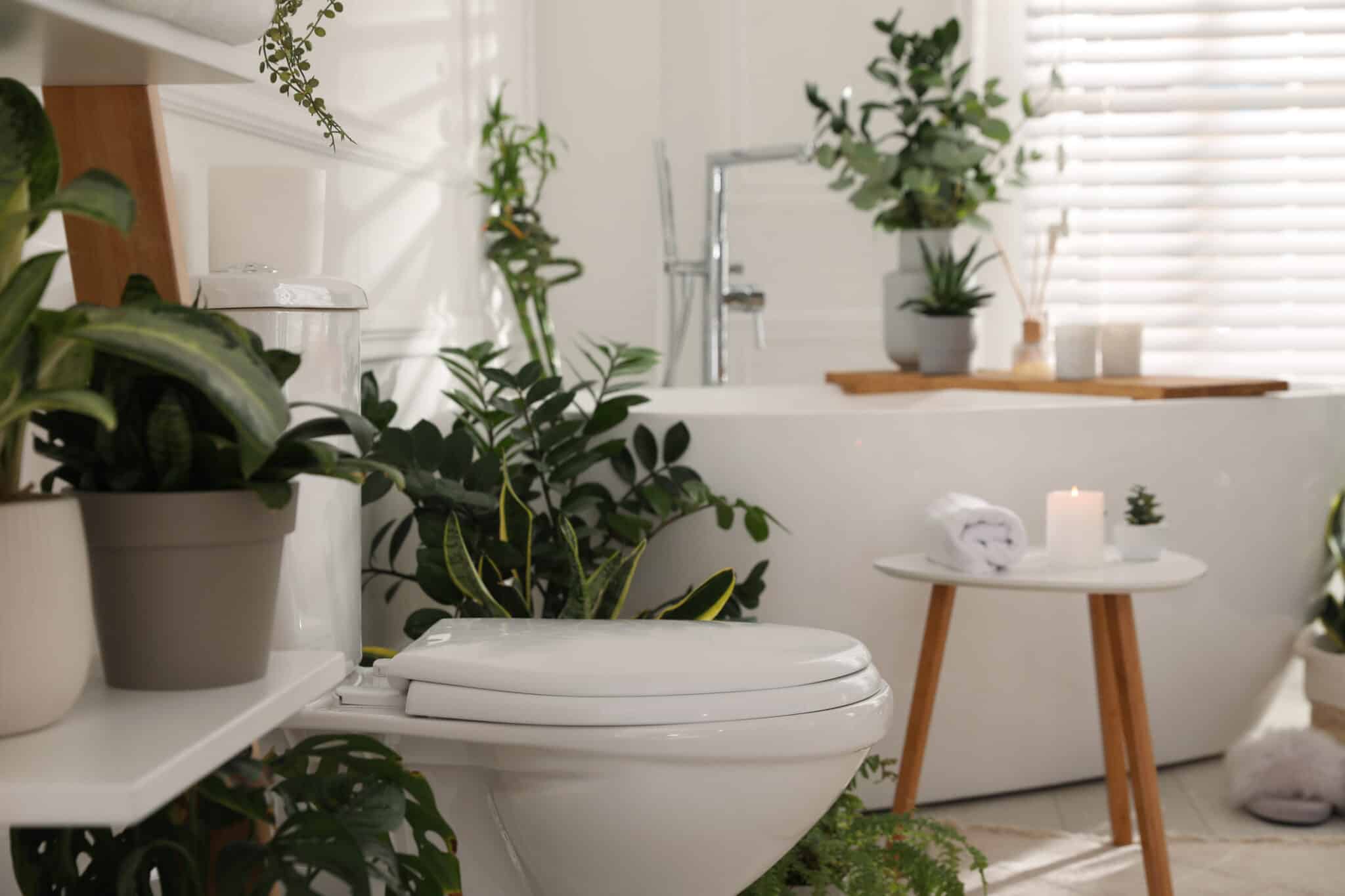 plantas-para-el-baño Cuáles son Las plantas ideales para tu baño