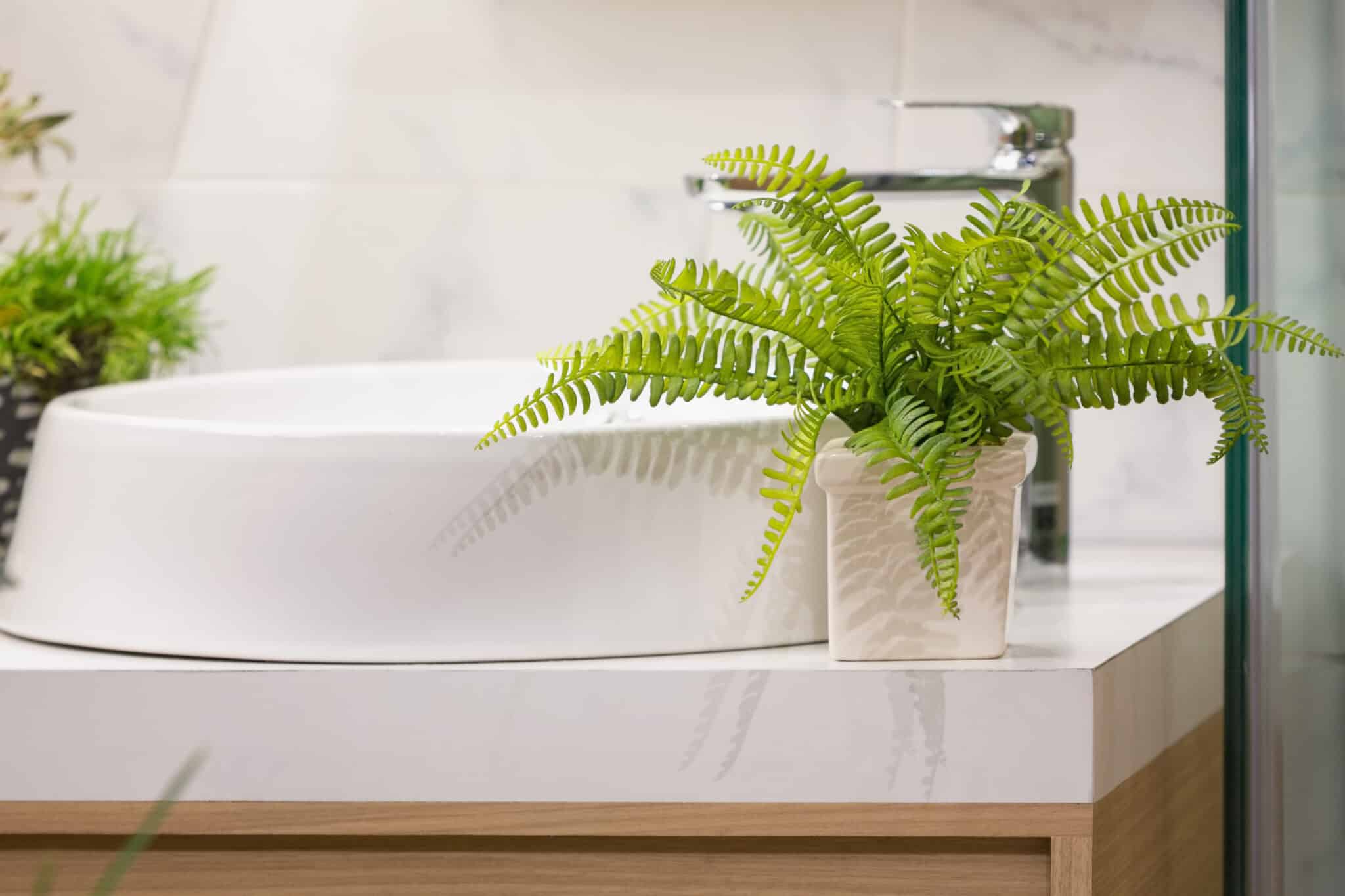planta-para-el-baño