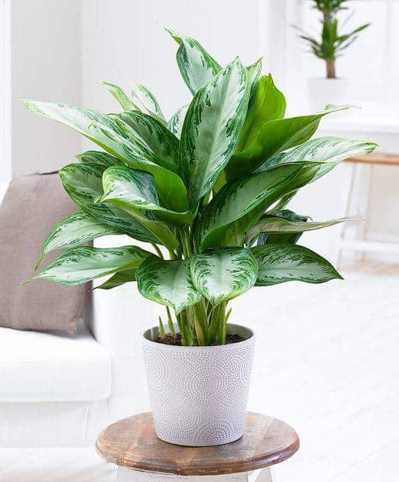 planta-para-el-bano-aglaonema_2f1dd3e9_564x680 Planta para baño