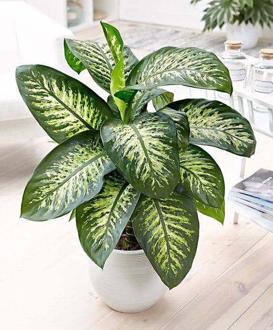 planta-para-el-baño-dieffenbachia_cc24c3d6_563x680 Planta para baño Dieffenbachia