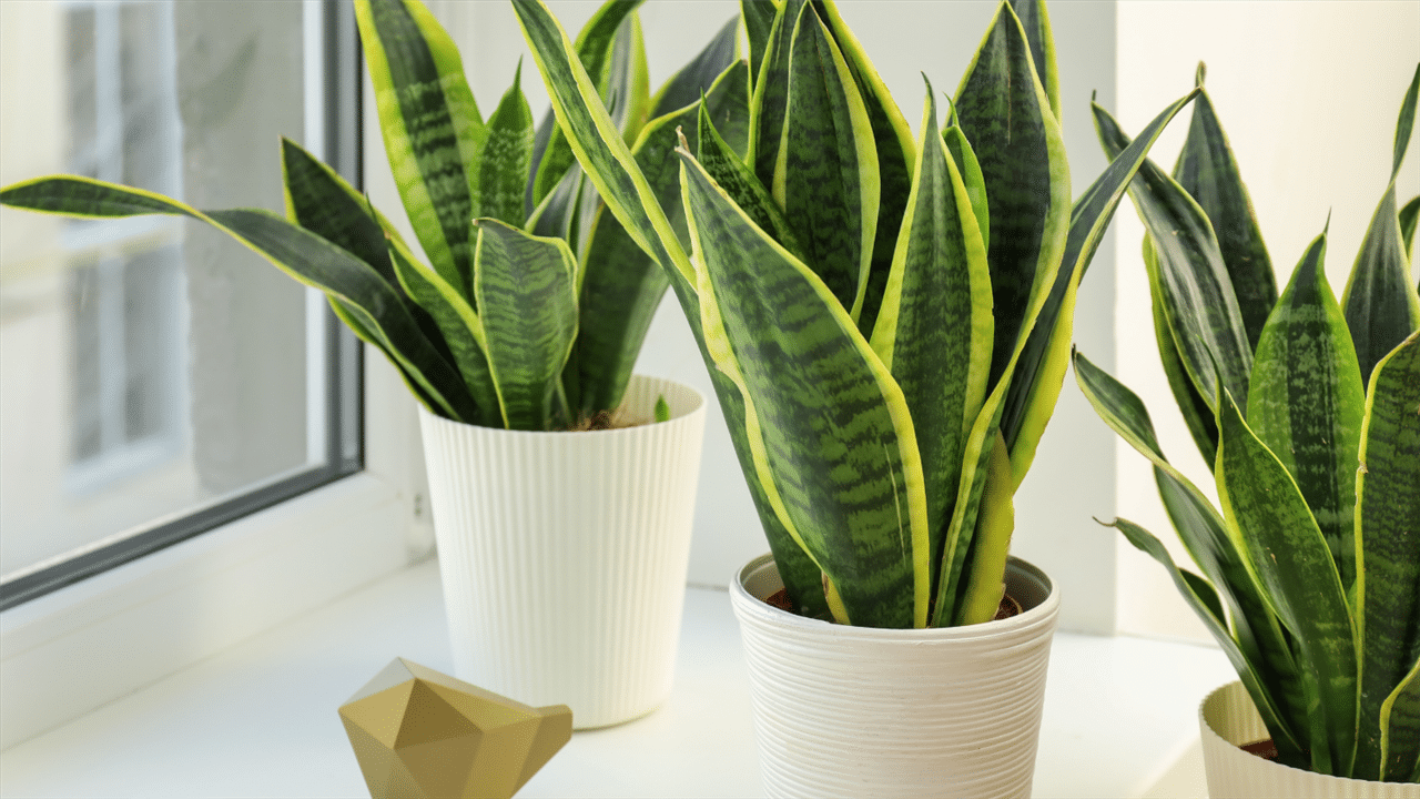 sansevieria_87f0dde0_1280x720