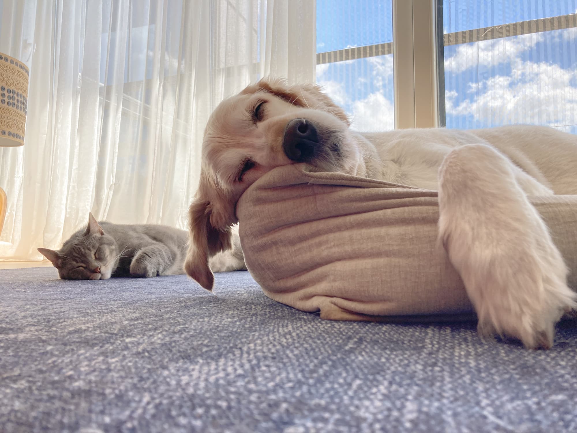 Close up Cute cat and golden retriever dog chilling and sleeping together on dog bed